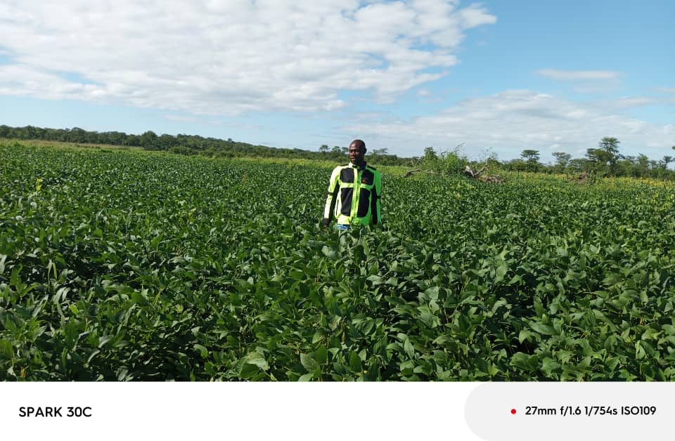 Agricultural field with healthy crops